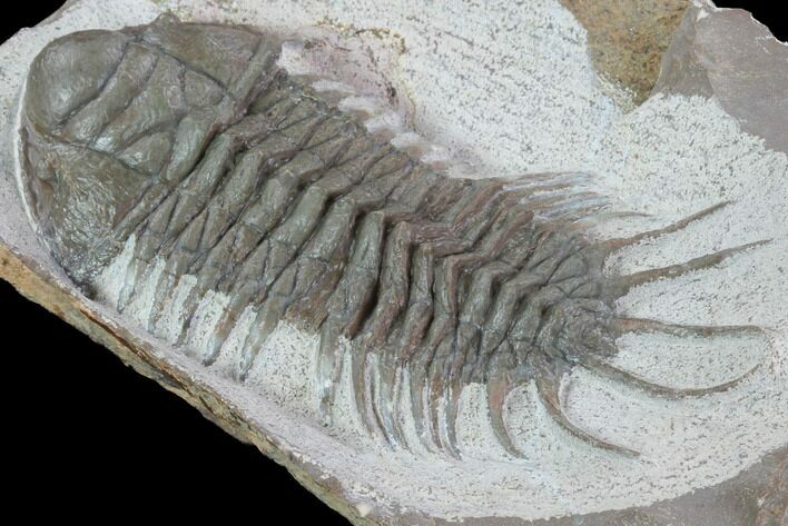 Large, Crotalocephalus Trilobite - Jorf, Morocco #100107